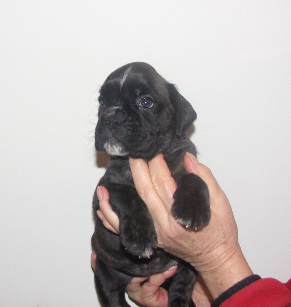 cucciolo boxer tigrato femmina