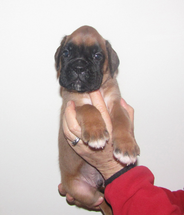 Cucciolo boxer maschio