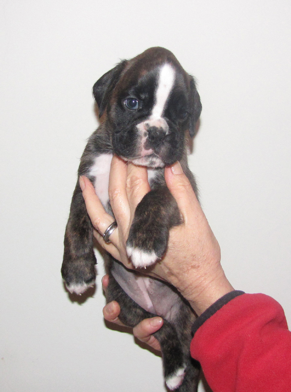 Cucciolo Boxer tigrato