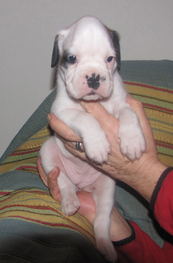 cucciolo boxer femmina bianca