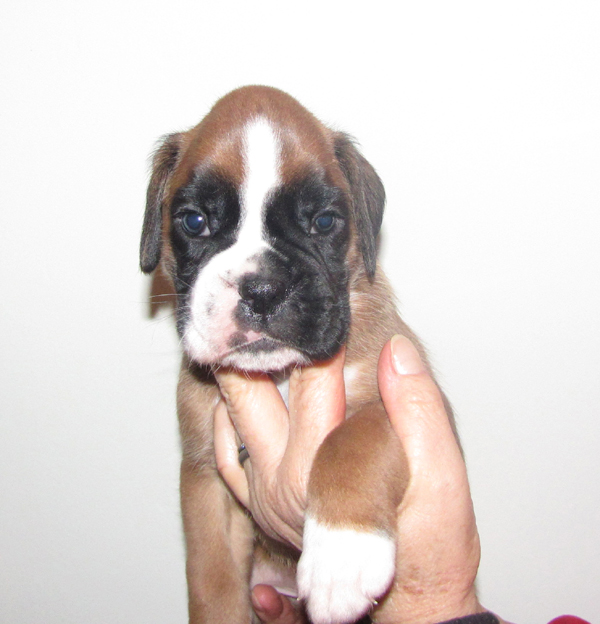 cucciolo boxer fulvo