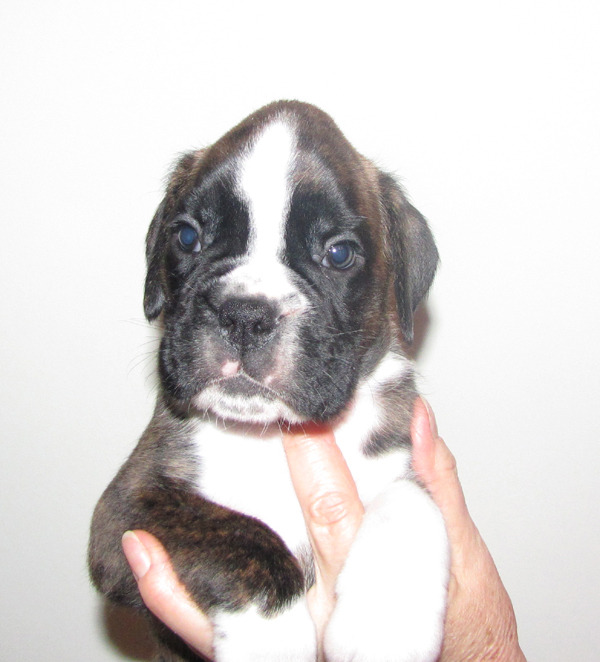 Cucciolo Boxer